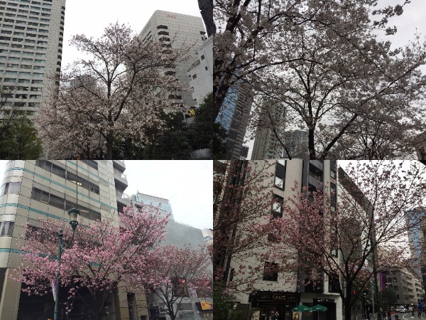 Akasaka Cherry Blossom Blooming Status🌸