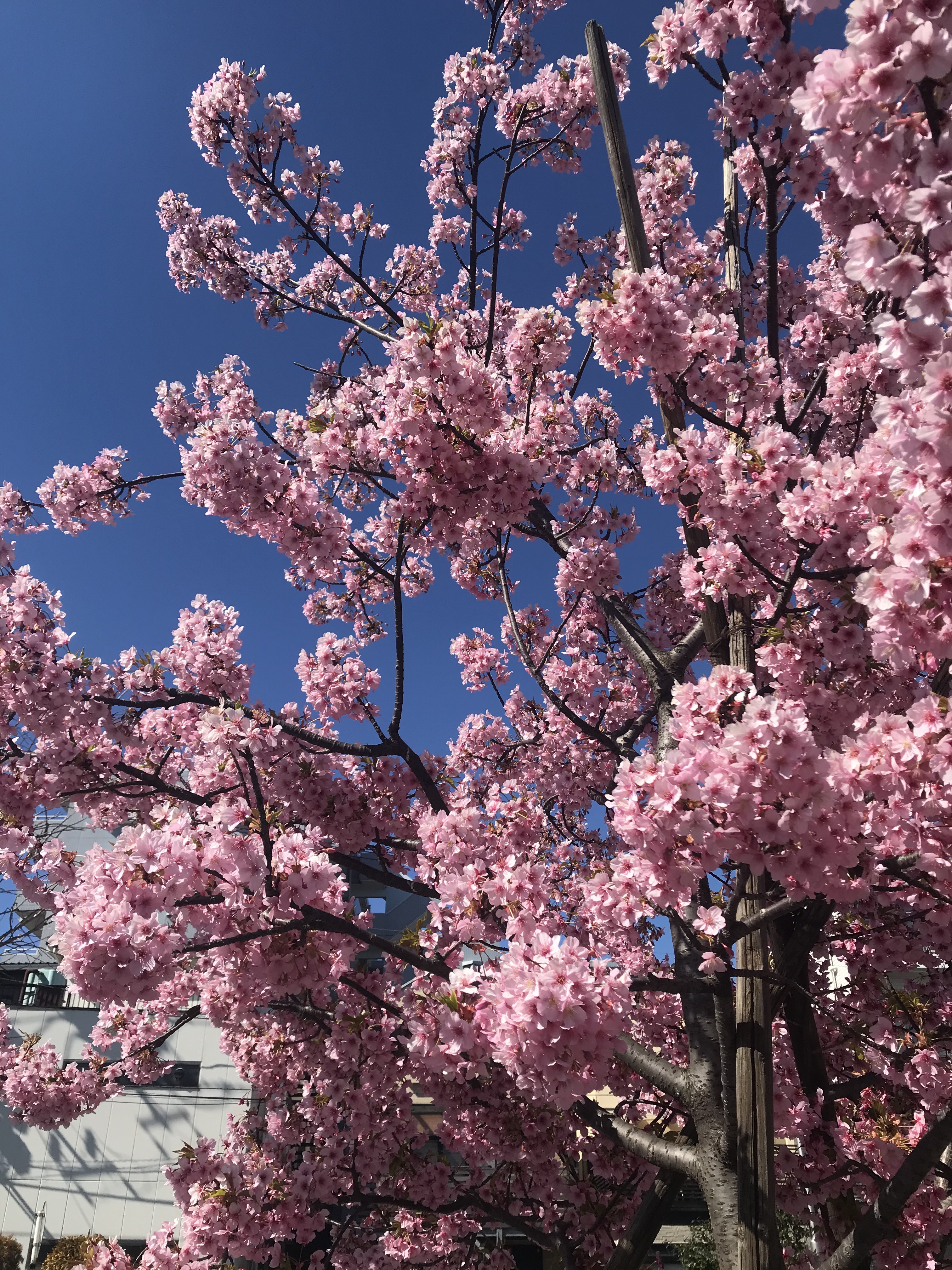 Cherry Blossom Season (#^.^#)