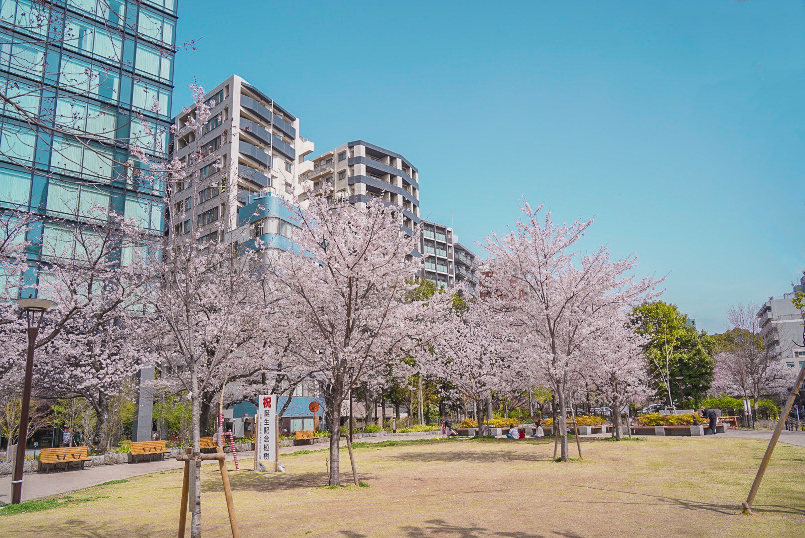 🌸Cherry Blossom Viewing Spots🌸Tsukiji River Park