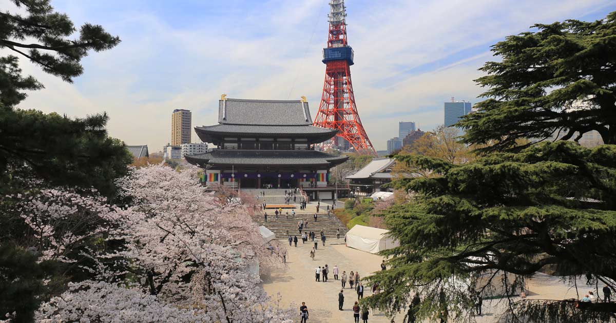 🌸Recommended Cherry Blossom Viewing Spots Around Hamamatsucho: 3 Picks🌸