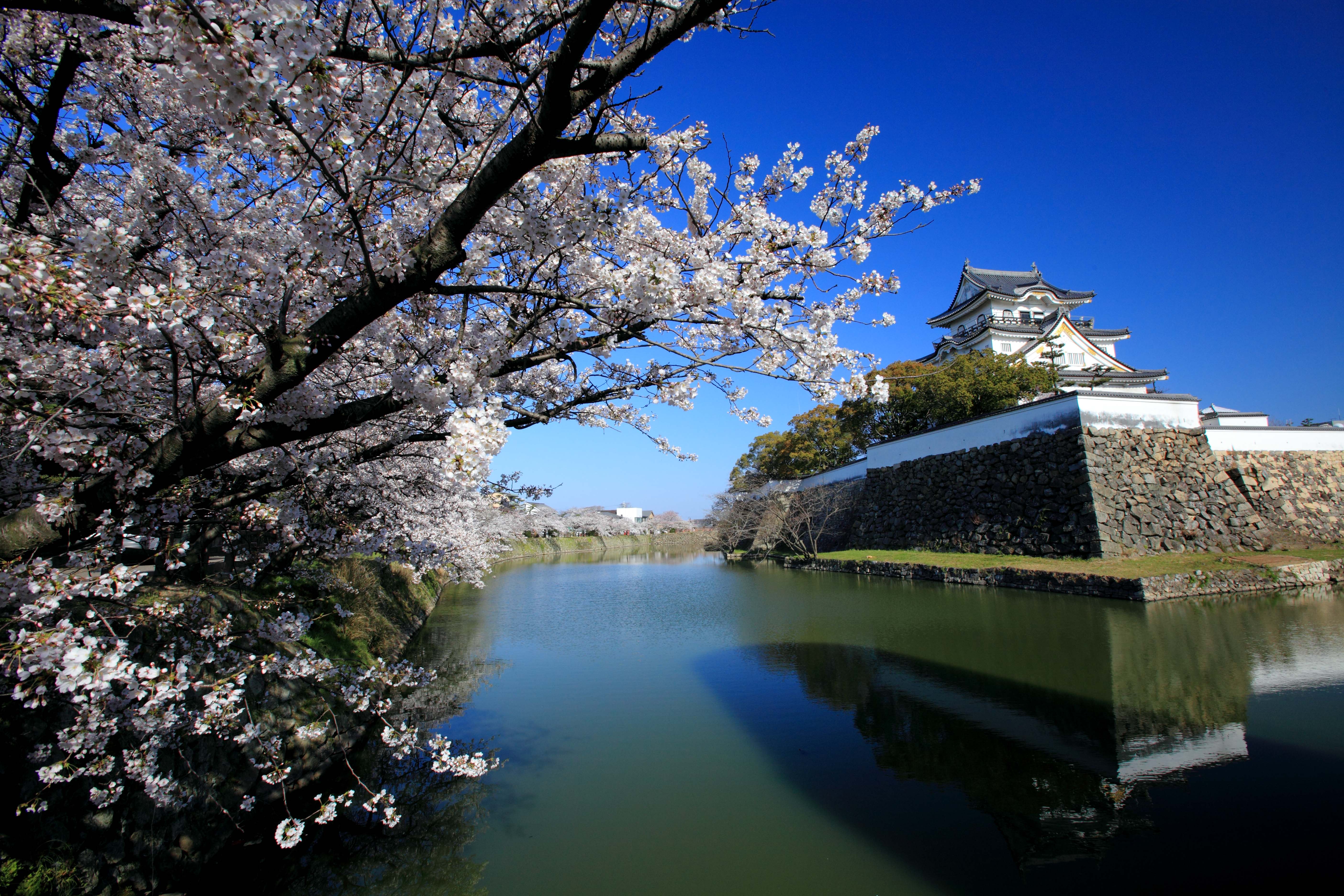 Recommended cherry blossom viewing events around the hotel!