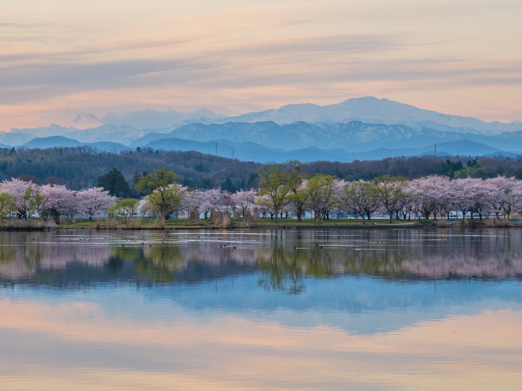 [Spring Break Special] Cherry Blossom Viewing - Recommended Spring Tourist Destinations