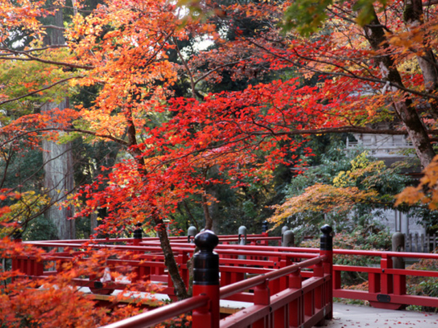 Local Attractions✨ Enjoy a wonderful time viewing the autumn leaves at Natadera Temple✨