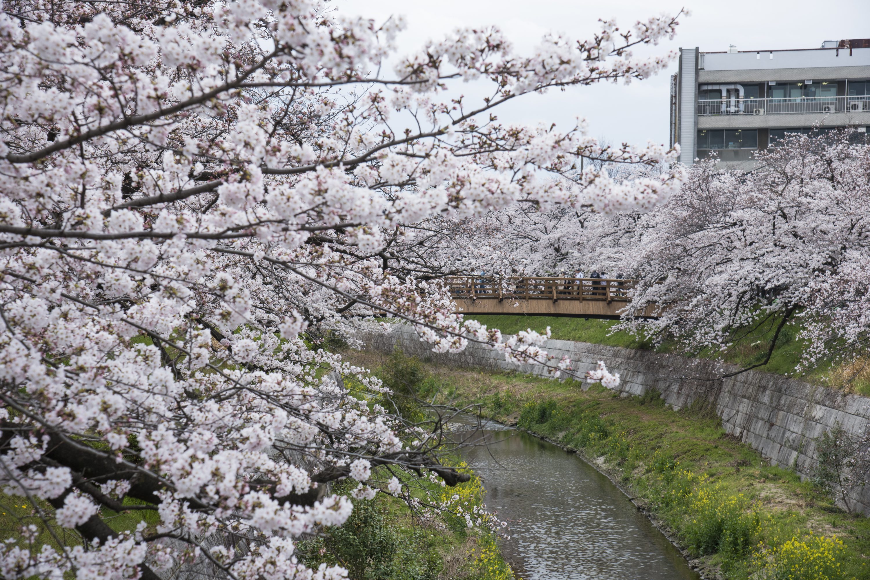 Recommended Cherry Blossom Viewing Information in Nagoya