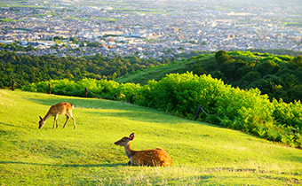 [Mount Wakakusa] Bus + About 40 minutes on foot