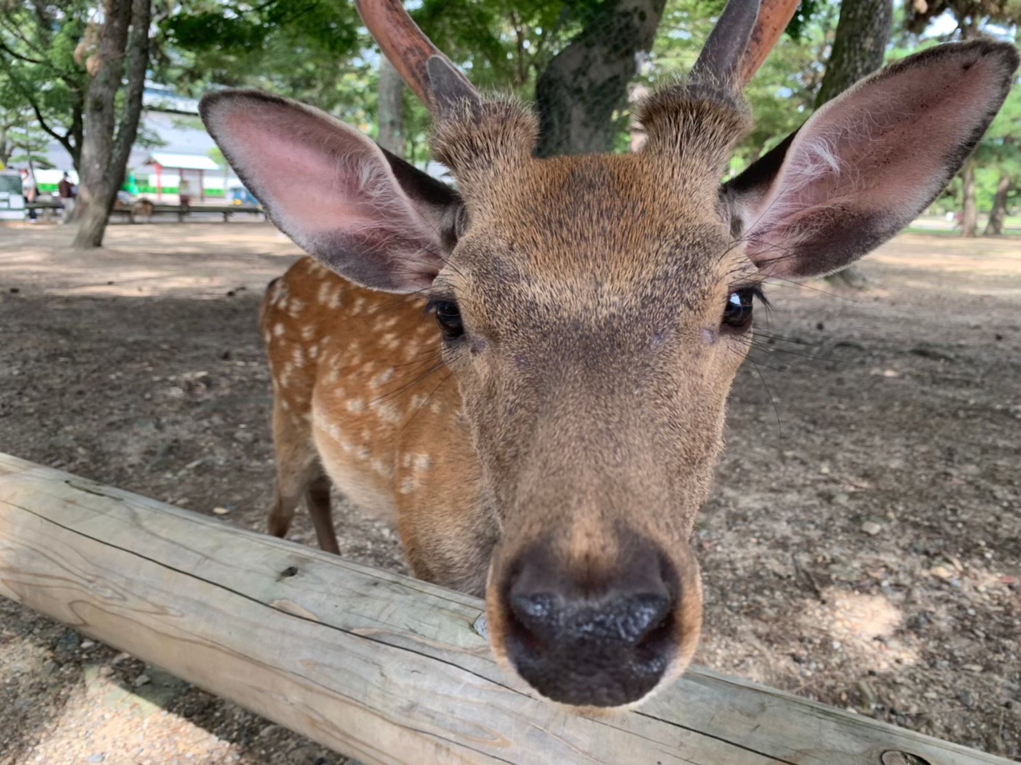 Explore Nara♪🚌 Free bus ride ticket plan now available🚌