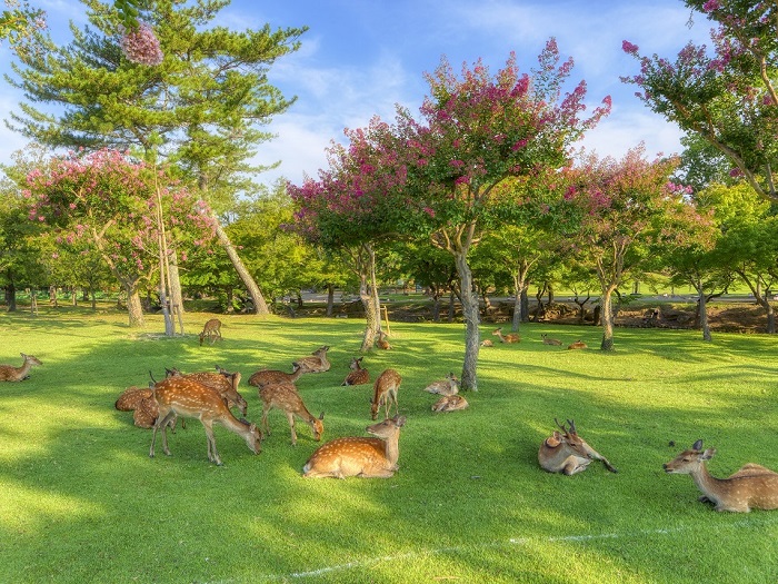 Close to tourist attractions such as Todai-ji, Kofuku-ji, and Nara Park!