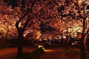 Mint Bureau_Night Cherry Blossoms