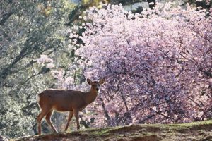 Nara Park