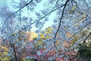 Hama-Rikyu Gardens