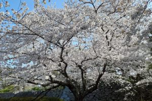 Maizuru Park