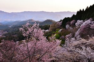 Yoshinoyama Cherry Blossoms