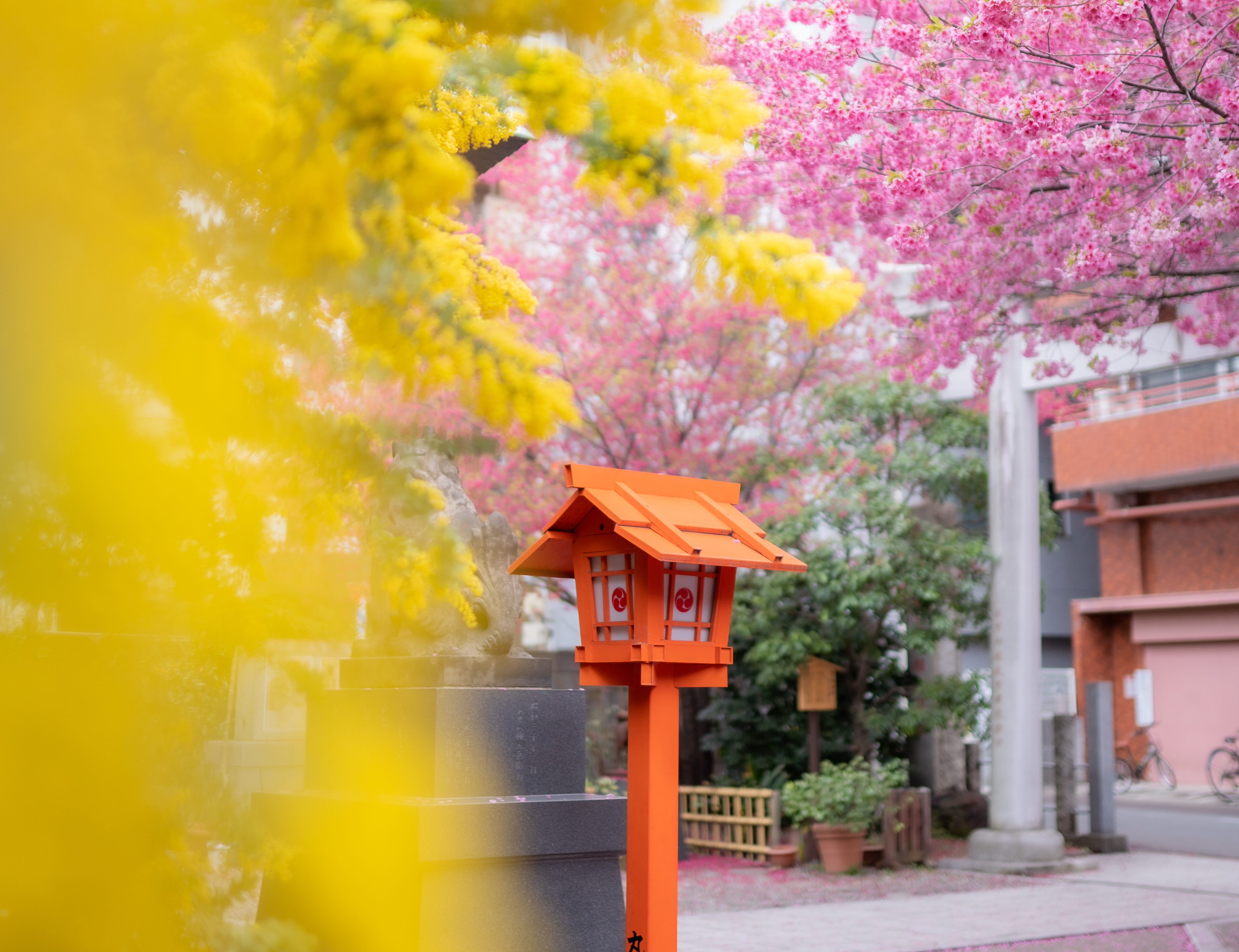 봄 꽃구경 정보🌸쿠라마에 신사🌸당관에서 도보 약 15분!