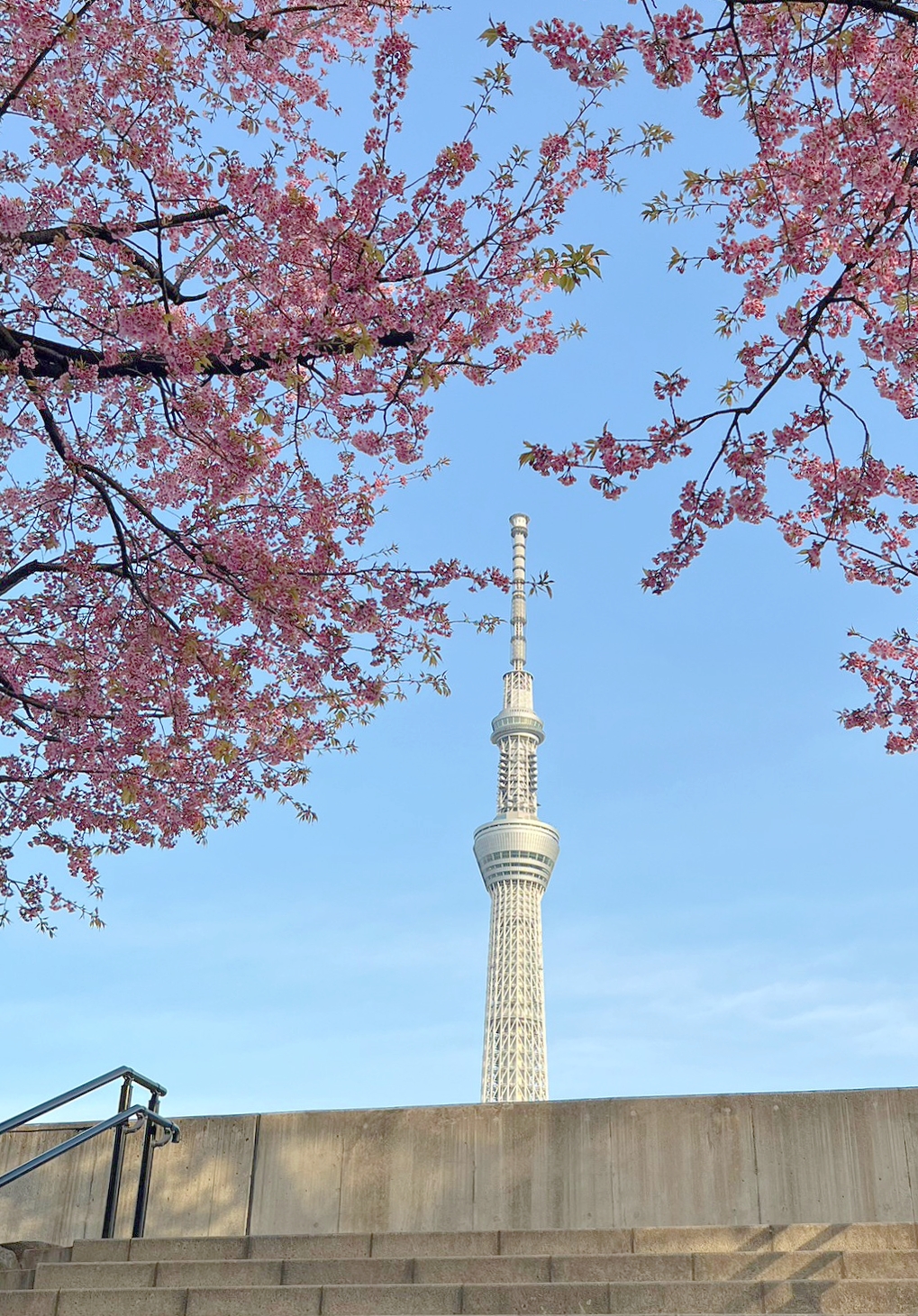 春天的赏花信息②隅田公园🌸从本馆乘电车约10分钟，步行约25分钟！