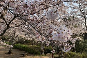 大井关樱花祭