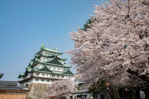 名古屋城与樱花