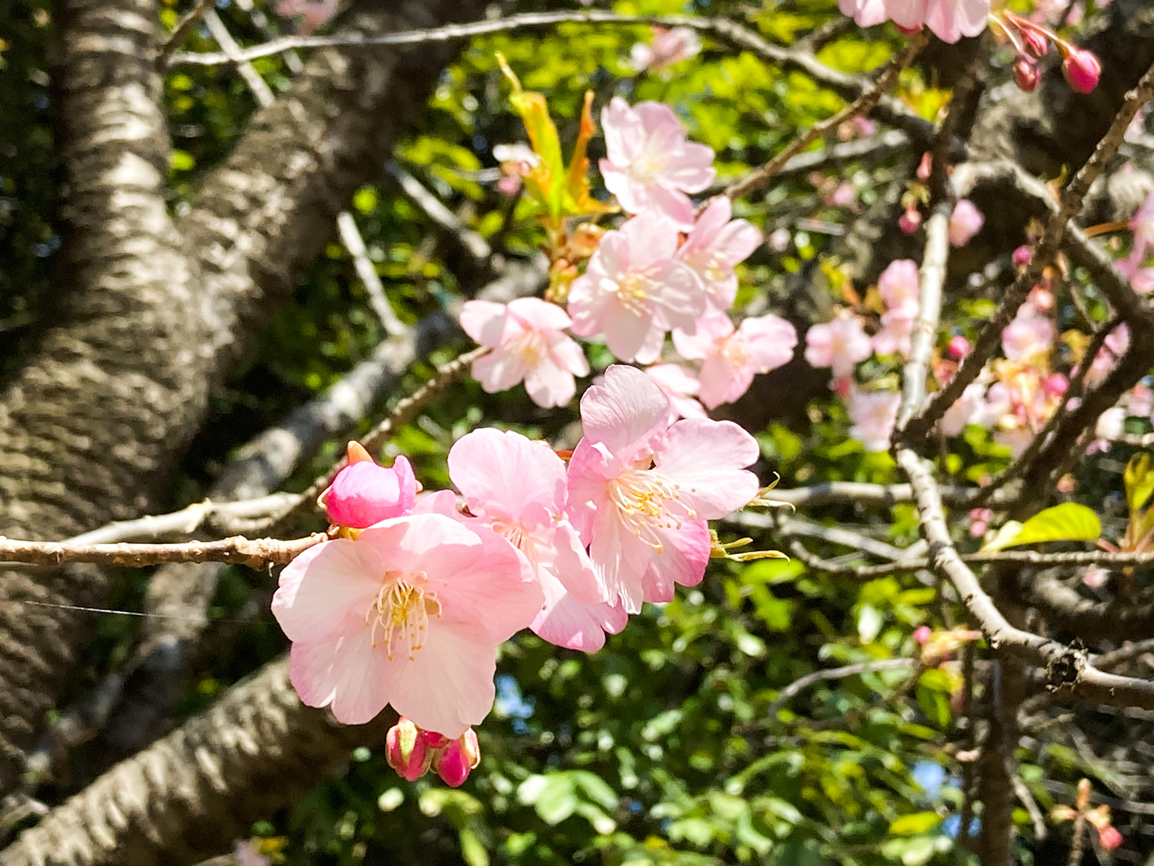 2022年2月的消息 ～春天的來臨～